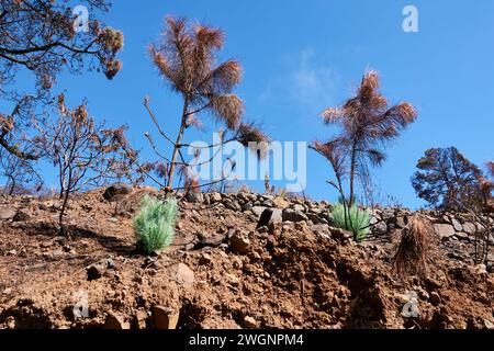 I pini delle Isole Canarie in una zona boschiva. La Palma, Spagna Foto Stock