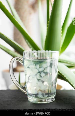 Focalizzazione selettiva sulla bevanda al succo di aloe vera con pezzi di polpa di frutta che galleggiano all'interno. Sana bevanda fatta in casa con la coltivazione di aloe vera. Foto Stock