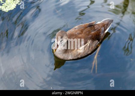 Una Coot giovanile che nuota Fulica atra Foto Stock