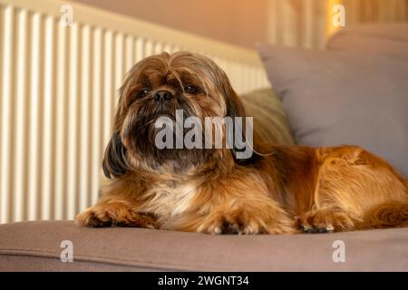 shih tzu cane che dorme sul divano a casa. Divertimento assicurato con gli animali domestici a casa Foto Stock