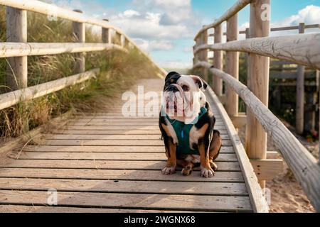 Divertente Bulldog inglese inglese in tricromia nero seduto sulla strada per il mare al tramonto in estate Foto Stock