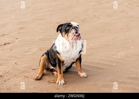 Divertente Bulldog inglese inglese in tricromia in riva al mare al tramonto in estate Foto Stock