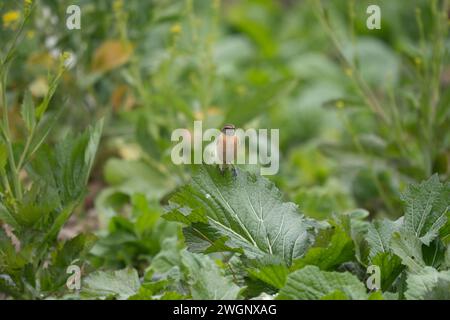 Sonechat europea (Saxicola rubicola) arroccata su una foglia verde vibrante Foto Stock