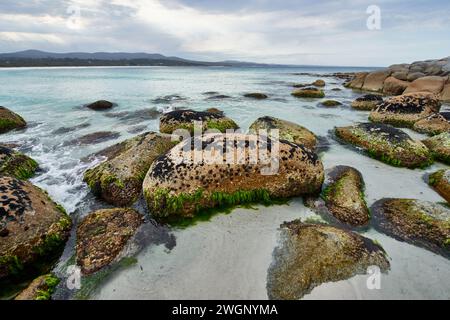 Rocce ricoperte di muschio e alghe marine in acque poco profonde di un mare aperto Foto Stock