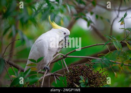 Pappagallo Cockatoo seduto su un ramo di albero verde in Australia. Cacatua galerita con cresta di zolfo. Grande cockatoo bianco e giallo con sfondo verde Foto Stock