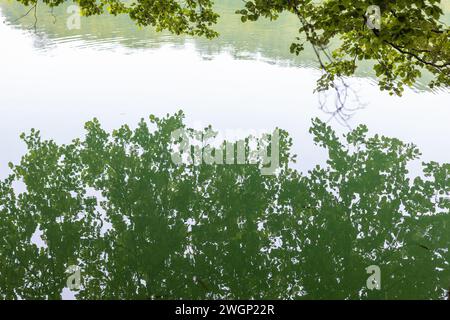 foglie d'albero appese su un lago con riflessi in acqua Foto Stock