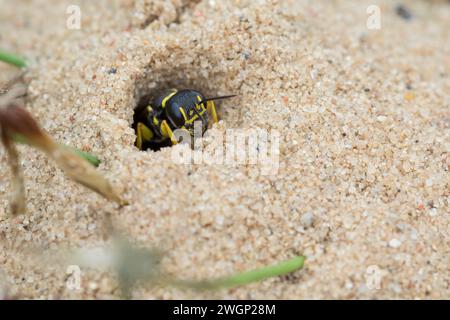 Kotwespe, An ihrem Bau, Nest, Neströhre, Niströhre, Grabwespe, Mellinus arvensis, vespa di digger di campo, Grabwespen, Crabronidae Foto Stock