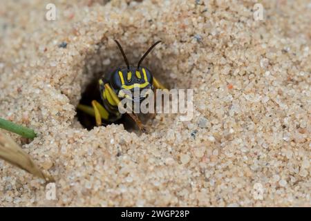 Kotwespe, An ihrem Bau, Nest, Neströhre, Niströhre, Grabwespe, Mellinus arvensis, vespa di digger di campo, Grabwespen, Crabronidae Foto Stock