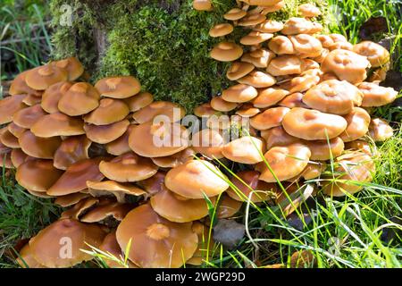 Stockschwämmchen, Gemeines Stockschwämmchen, Stockschüppling, Kuehneromyces mutabiles, Galerina mutabilis, Pholiota mutabilis, Woodtuft rivestito, la P. Foto Stock