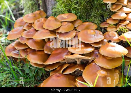 Stockschwämmchen, Gemeines Stockschwämmchen, Stockschüppling, Kuehneromyces mutabiles, Galerina mutabilis, Pholiota mutabilis, Woodtuft rivestito, la P. Foto Stock