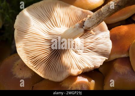 Stockschwämmchen, Gemeines Stockschwämmchen, Stockschüppling, Kuehneromyces mutabiles, Galerina mutabilis, Pholiota mutabilis, Woodtuft rivestito, la P. Foto Stock