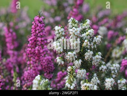 Pink e White Heather, Erica Foto Stock