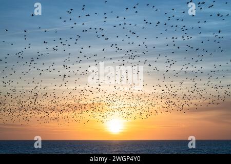 Murazione di Starling al tramonto, vista dal molo di Brighton Palace Foto Stock