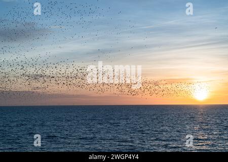 Murazione di Starling al tramonto, vista dal molo di Brighton Palace Foto Stock