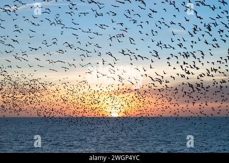 Murazione di Starling al tramonto, vista dal molo di Brighton Palace Foto Stock