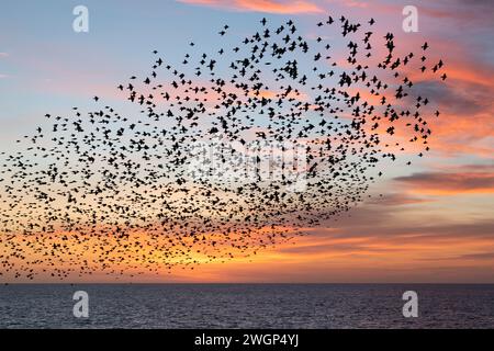 Murazione di Starling al tramonto, vista dal molo di Brighton Palace Foto Stock