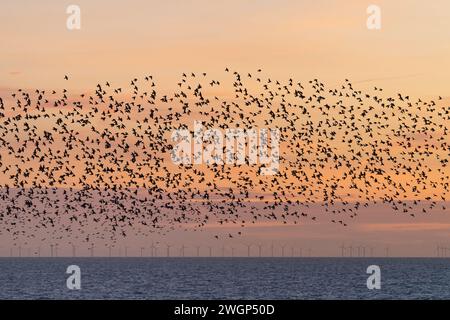 Murazione di Starling al tramonto, vista dal molo di Brighton Palace Foto Stock