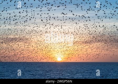 Murazione di Starling al tramonto, vista dal molo di Brighton Palace Foto Stock