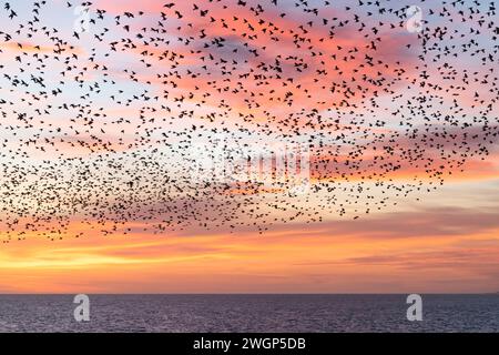 Murazione di Starling al tramonto, vista dal molo di Brighton Palace Foto Stock