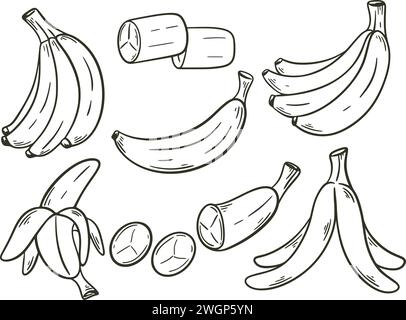 Bananas Set incisione manuale illustrazione vettoriale isolata. Schizzo di banana in mazzo, singolo, sbucciato, tagliato a fette. Cibo sano biologico linea nera su bianco Illustrazione Vettoriale