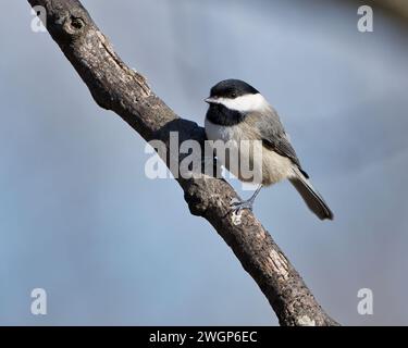 Una piccola Carolina Chickadee seduta su un ramo, a guardare in lontananza Foto Stock