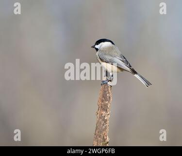 Una piccola Carolina Chickadee seduta su un ramo, a guardare in lontananza Foto Stock