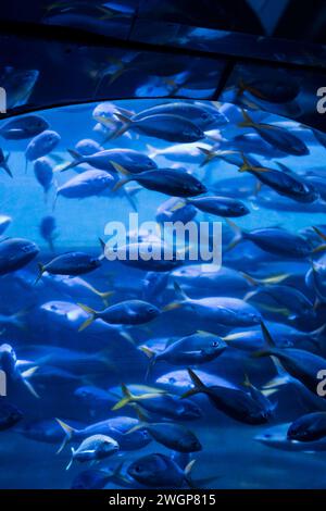 stormo di piccoli pesci sotto l'oceano di fondo Foto Stock