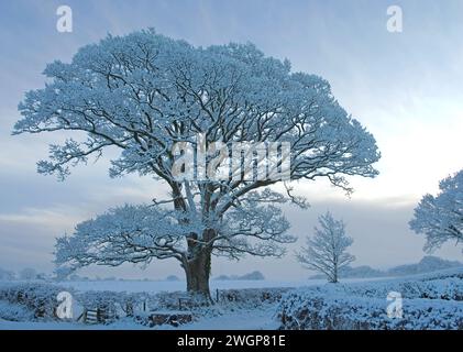 Alba nebbiosa, mattina presto dopo una pesante nevicata notturna, vecchio albero di quercia innevato in siepe, terreno agricolo nella campagna della Cumbria, inverno, Inghilterra, Regno Unito Foto Stock