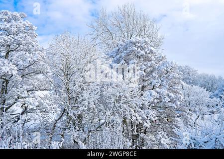 Le cime innevate degli alberi si vedono contro il cielo durante il sole invernale dopo le forti nevicate notturne, nella campagna della Cumbria, Inghilterra, Regno Unito Foto Stock