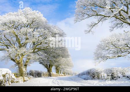 Tranquilla strada di campagna in campagna nella Cumbria, Inghilterra, dopo forti nevicate. Alberi innevati e siepi e piste innevate sulla strada. Foto Stock