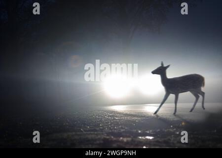 6 febbraio 2024: Un cervo attraversa una strada di notte nel cono di luce da un'auto in movimento su una strada di campagna. FOTOMONTAGGIO del concetto di rischio di incidente nell'attraversamento del cervo *** Ein Reh überquert bei Nacht eine Straße im Lichtkegel von einem fahrenden Auto auf einer Landstraße. Wildwechsel Unfallgefahr Konzept FOTOMONTAGE Foto Stock