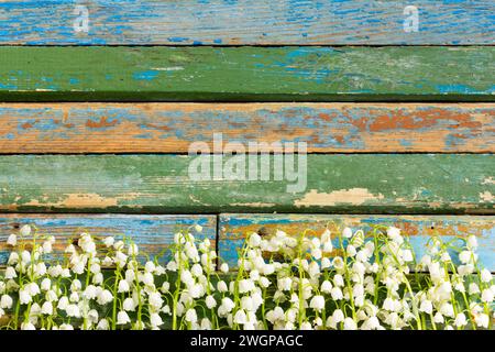 Fiori bianchi gigli della valle su tavole di legno Foto Stock