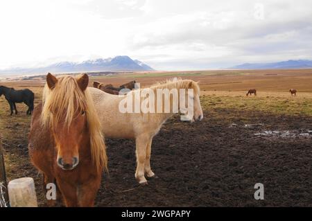 Cavalli islandesi vicino a Varmahlid, Islanda nord-occidentale Foto Stock