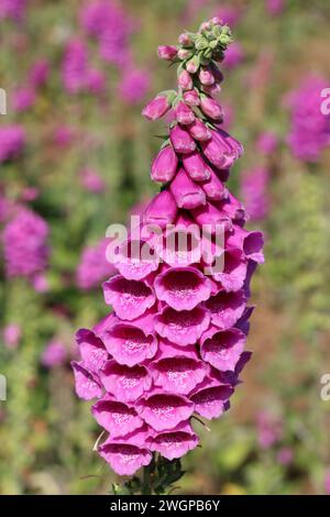 Primo piano di un grande guanto foxglove rosa su una collina ricoperto di guanti in volpe Foto Stock