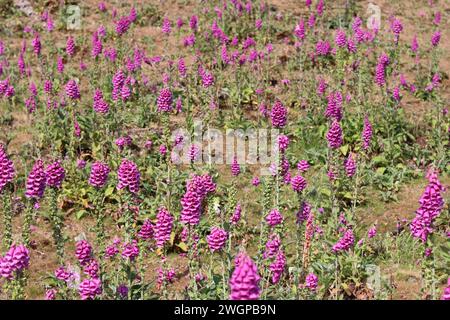 Collina ricoperta di guanti in poliuretano rosa Foto Stock