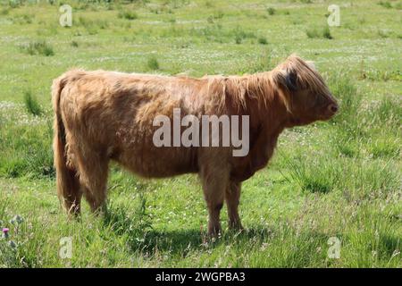 Mucca delle Highlands marroni in un campo soleggiato Foto Stock