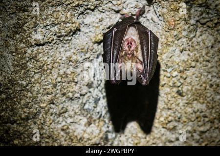 Podyji, Repubblica Ceca. 6 febbraio 2024. Censimento invernale dei pipistrelli nei terreni svernanti del Parco Nazionale Podyji nel distretto di Znojmo, regione della Moravia meridionale, 6 febbraio 2024. Nella figura è illustrato il pipistrello a ferro di cavallo minore (Rhinolophus hipposideros). Crediti: Patrik Uhlir/CTK Photo/Alamy Live News Foto Stock