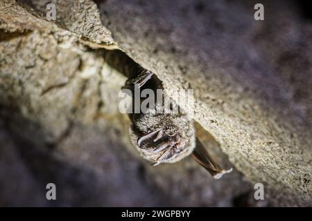 Podyji, Repubblica Ceca. 6 febbraio 2024. Censimento invernale dei pipistrelli nei terreni svernanti del Parco Nazionale Podyji nel distretto di Znojmo, regione della Moravia meridionale, 6 febbraio 2024. Barbastrelle (Barbastella barbastellus) è raffigurata. Crediti: Patrik Uhlir/CTK Photo/Alamy Live News Foto Stock