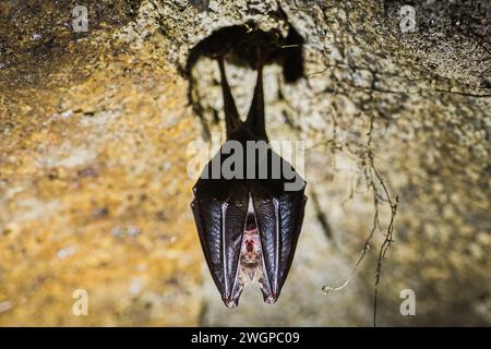 Podyji, Repubblica Ceca. 6 febbraio 2024. Censimento invernale dei pipistrelli nei terreni svernanti del Parco Nazionale Podyji nel distretto di Znojmo, regione della Moravia meridionale, 6 febbraio 2024. Nella figura è illustrato il pipistrello a ferro di cavallo minore (Rhinolophus hipposideros). Crediti: Patrik Uhlir/CTK Photo/Alamy Live News Foto Stock