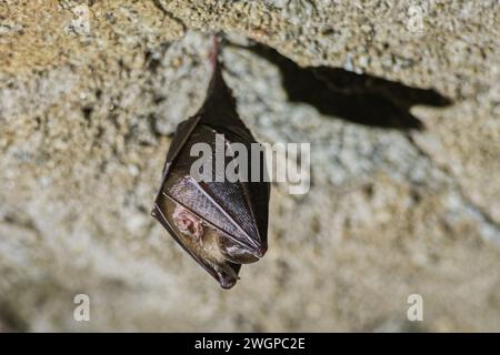 Podyji, Repubblica Ceca. 6 febbraio 2024. Censimento invernale dei pipistrelli nei terreni svernanti del Parco Nazionale Podyji nel distretto di Znojmo, regione della Moravia meridionale, 6 febbraio 2024. Nella figura è illustrato il pipistrello a ferro di cavallo minore (Rhinolophus hipposideros). Crediti: Patrik Uhlir/CTK Photo/Alamy Live News Foto Stock