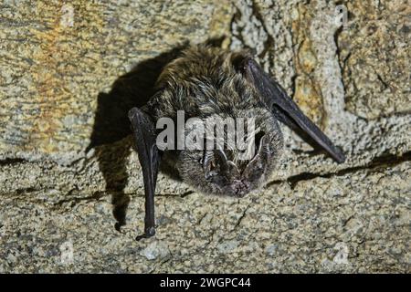 Podyji, Repubblica Ceca. 6 febbraio 2024. Censimento invernale dei pipistrelli nei terreni svernanti del Parco Nazionale Podyji nel distretto di Znojmo, regione della Moravia meridionale, 6 febbraio 2024. Barbastrelle (Barbastella barbastellus) è raffigurata. Crediti: Patrik Uhlir/CTK Photo/Alamy Live News Foto Stock