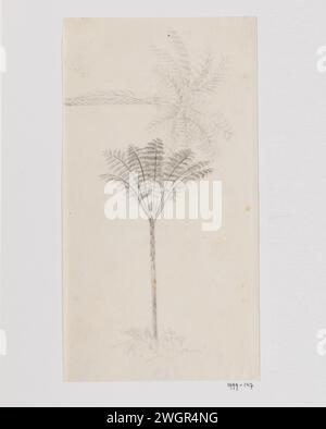 Boom Fern, Adrianus Johannes Bik, c. 1816 - c. 1846 disegno Java paper. inchiostro. pennello a matita Foto Stock