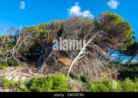 Pini nelle dune vicino a Cala Mesquida, Isola di Maiorca, Spagna Foto Stock