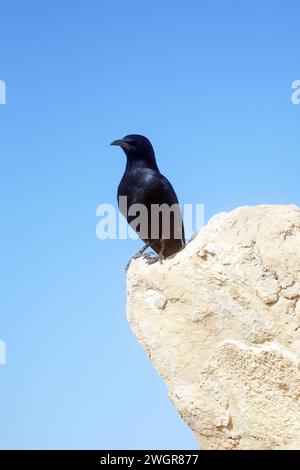 Un uccello siede sulle rovine di Masada, un'antica fortezza ebraica in Israele Foto Stock