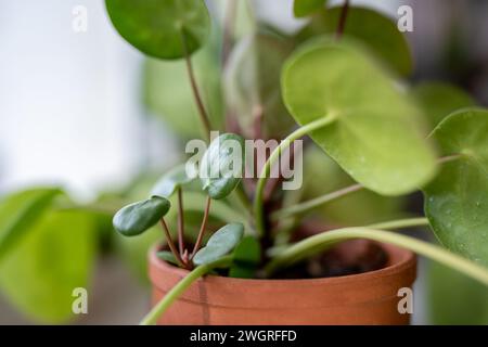 Macro shot di germoglio di Pilea peperomioides insieme alla pianta madre in vaso. Casa cinese dei soldi Foto Stock