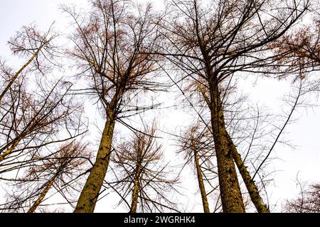 Splendido sole invernale e sole invernale attraverso gli alti alberi di Templeton Woods a Dundee, Scozia Foto Stock