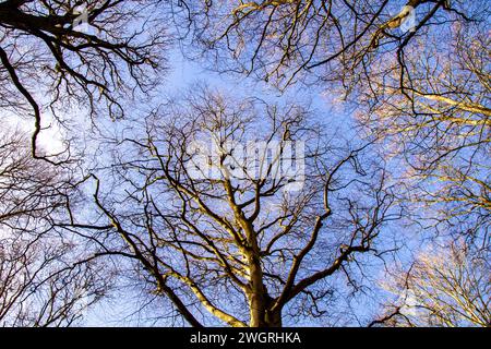 Splendido sole invernale e sole invernale attraverso gli alti alberi di Templeton Woods a Dundee, Scozia Foto Stock