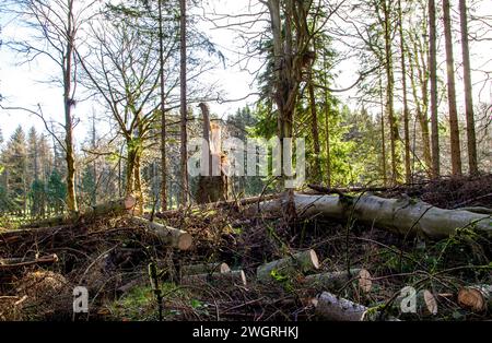 Splendido sole invernale e sole invernale attraverso gli alti alberi di Templeton Woods a Dundee, Scozia Foto Stock