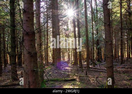 Splendido sole invernale e sole invernale attraverso gli alti alberi di Templeton Woods a Dundee, Scozia Foto Stock