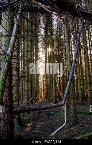 Splendido sole invernale e sole invernale attraverso gli alti alberi di Templeton Woods a Dundee, Scozia Foto Stock